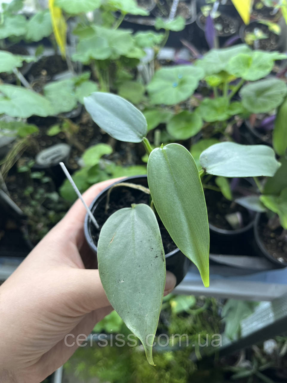 Філодендрон Сільвер Квін сріблястий в горщику Philodendron Silver Queen