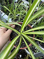 Кімнатна рослина Хлорофітум варієгатний Chlorophytum