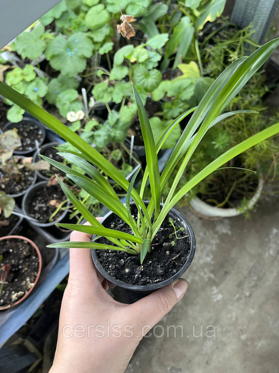 Хлорофітум зелений, Chlorophytum