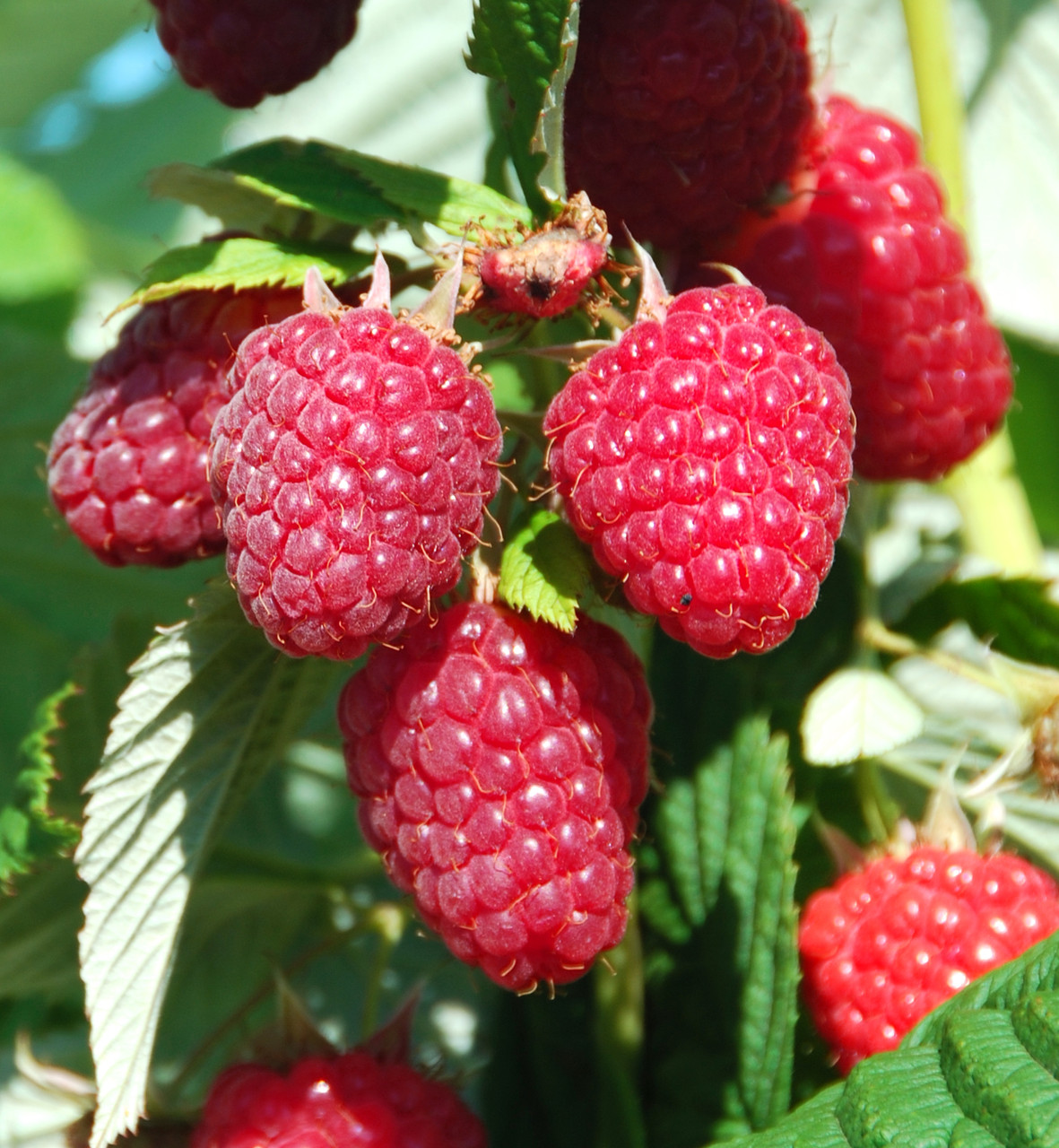 Малина Маргарита