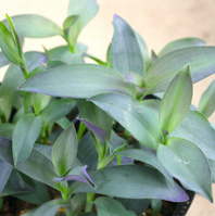 Традесканція палліда Блю сью кімнатна рослина Tradescantia Blue Sue