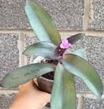 Традесканція палліда Блю сью кімнатна рослина Tradescantia Blue Sue, фото 3