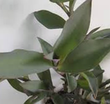 Традесканція палліда Блю сью кімнатна рослина Tradescantia Blue Sue, фото 2