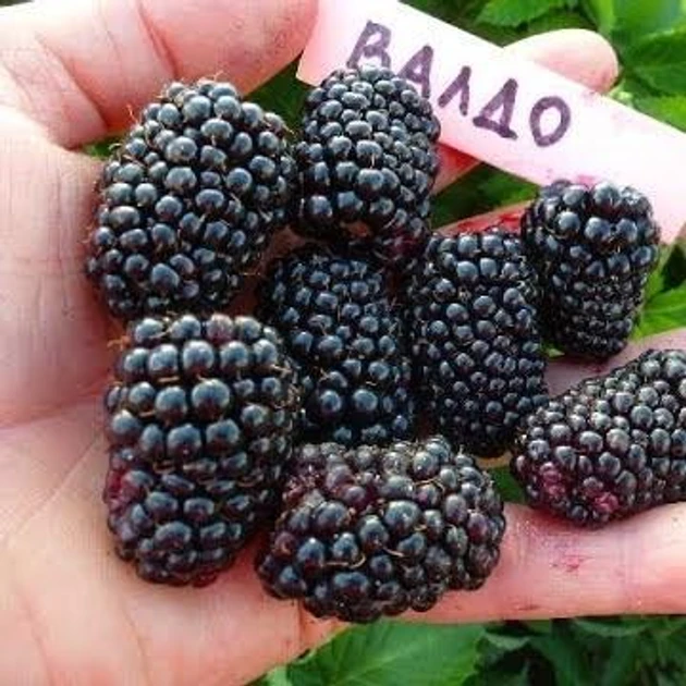 Ожиномалина Валдо