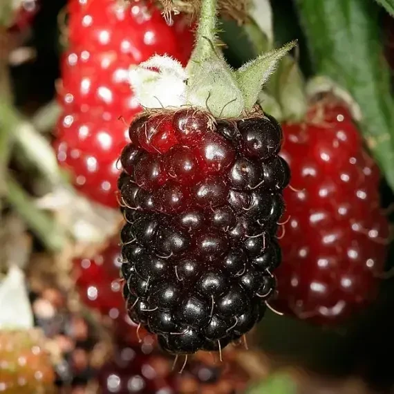 Ожиномалина Постдам