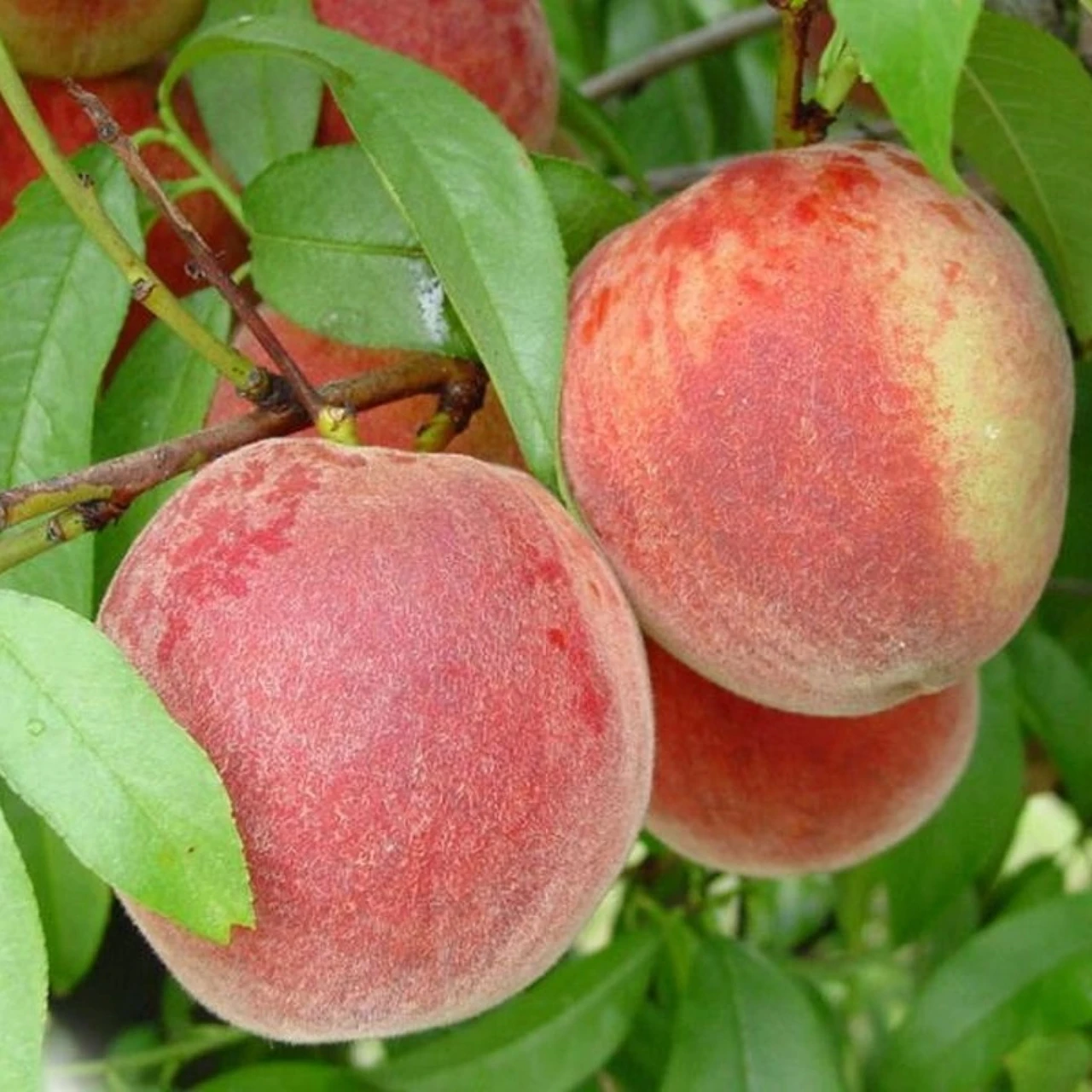 Персик Балконелла