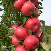 Яблуня Арбат