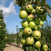 Яблуня Президент