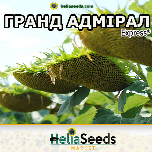 Насіння соняшнику гібрид ГРАНД АДМІРАЛ під Гранстар / насіння соняшнику