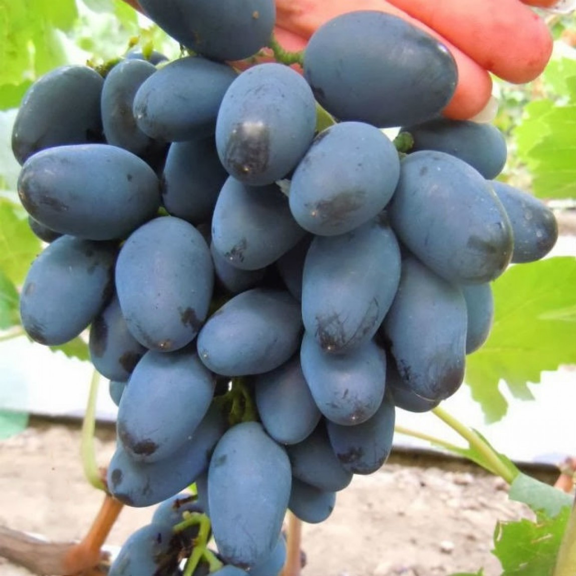 Виноград Рада