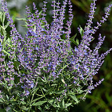 Перовскія Блюсетт / Perovskia atriplicifolia Bluesette