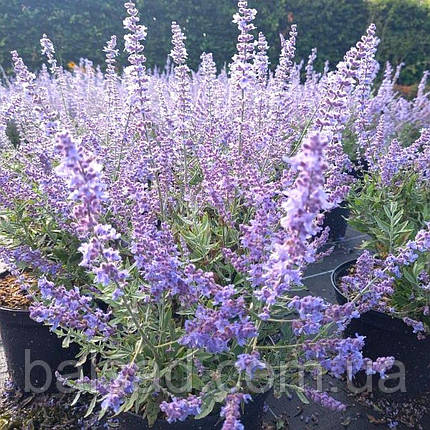 Перовскія Блюсетт / Perovskia atriplicifolia Bluesette, фото 3