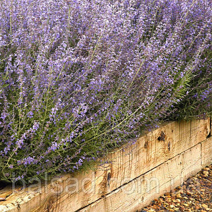 Перовскія Блюсетт / Perovskia atriplicifolia Bluesette, фото 4