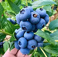 Лохина Блюкроп (2-х річна) С1