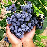 Лохина Блю Голд (3-х річна) С2