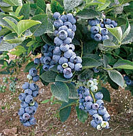 Лохина Торо (3-х річна) С2