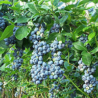 Лохина Нортблю (3-х річна) С2