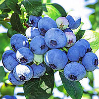 Лохина Чендлері (3-х річна) С2