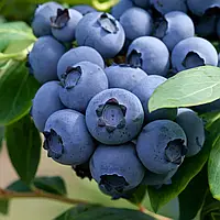 Лохина Спартан (3-х річна) С2