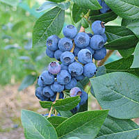 Лохина Елліот (3-х річна) С2