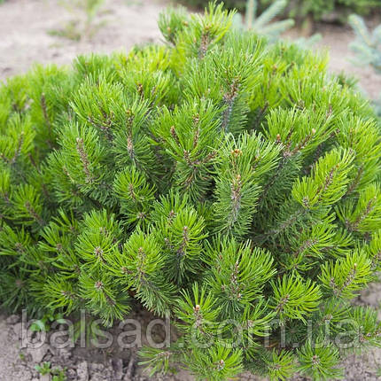 Сосна гірська Мамут / Pinus pseudopumilio Mamut, фото 1