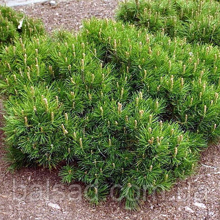 Сосна гірська Мамут / Pinus pseudopumilio Mamut, фото 3