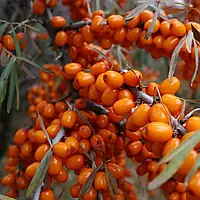 Обліпиха крушиновая Лейкора (жіночий)