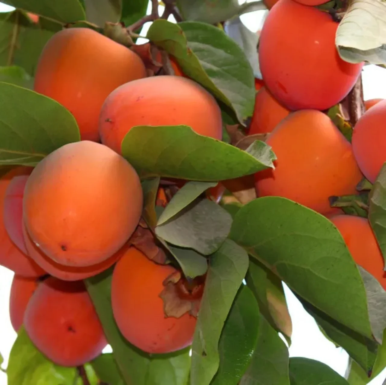 Хурма Дар Софіївки (трьохрічна)