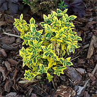 Бересклет Форчуна Канадейл Голд Р9