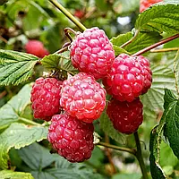 Малина Глен Магна