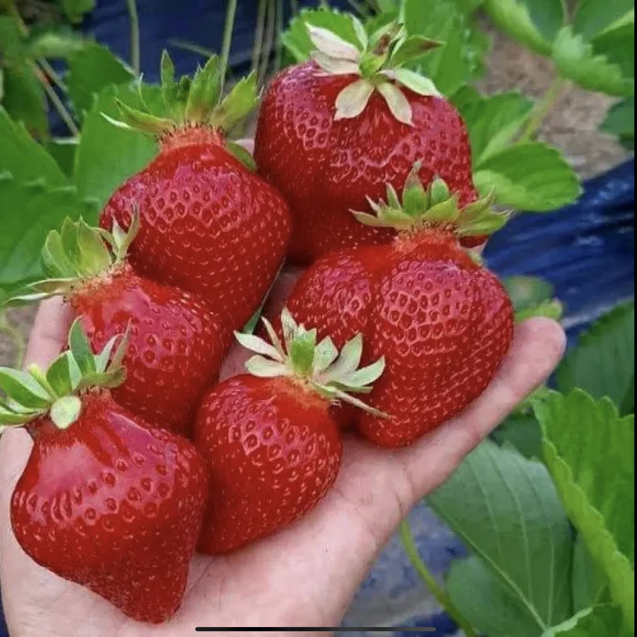 Полуниця Корі