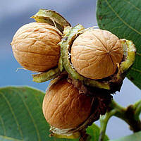 Волоський горіх Піщанський (2 річний)