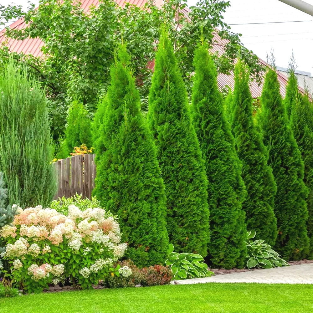 Саджанці Туї західної Смарагд (Thuja occidentalis Smaragd) 100 СМ ПКС