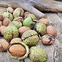 Волоський горіх Велетень (2 річний)