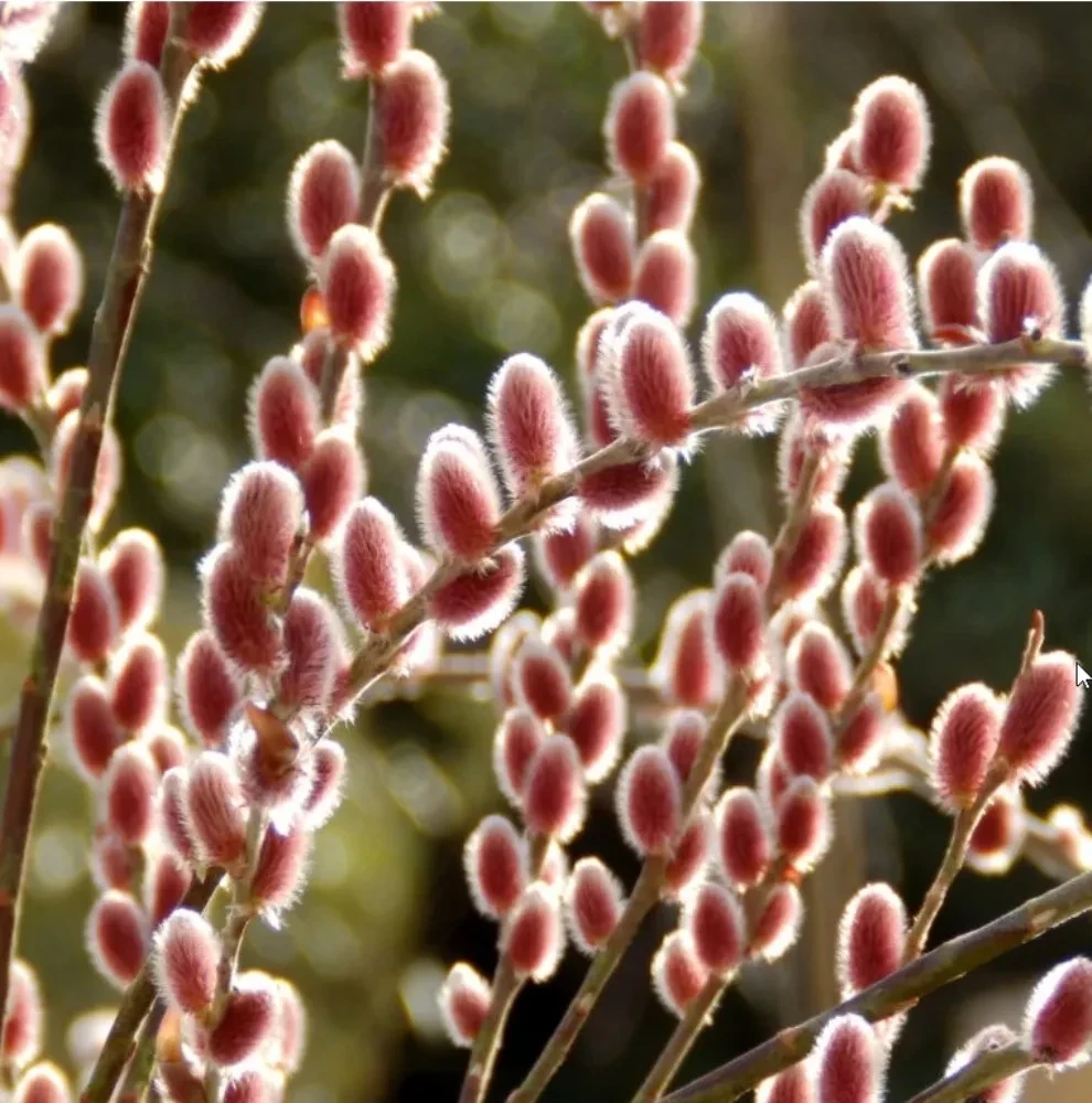 Верба тонкостовбурна Маунт Асо Р9, фото 1
