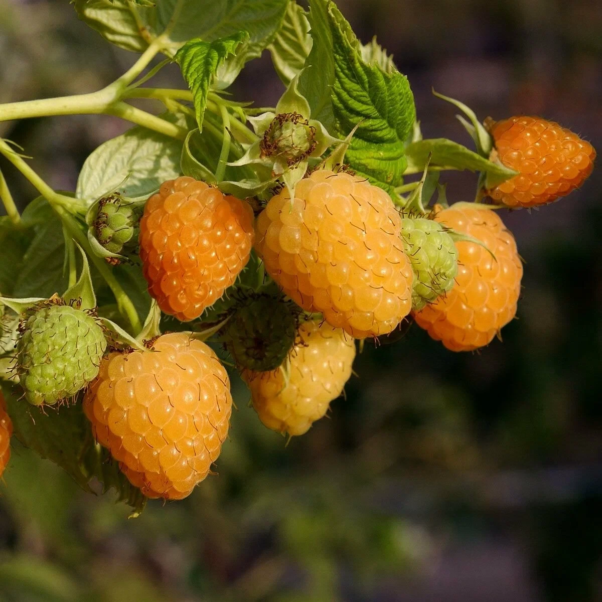 Малина Зюгана жовта, фото 1