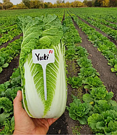 Насіння пекінської капусти Юкі F1 (Sakata), 1 000 насінин — ранньостигла (60-65 днів), пекінка