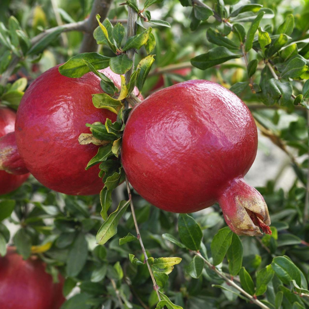 Гранат Шаролі (3-х річний)