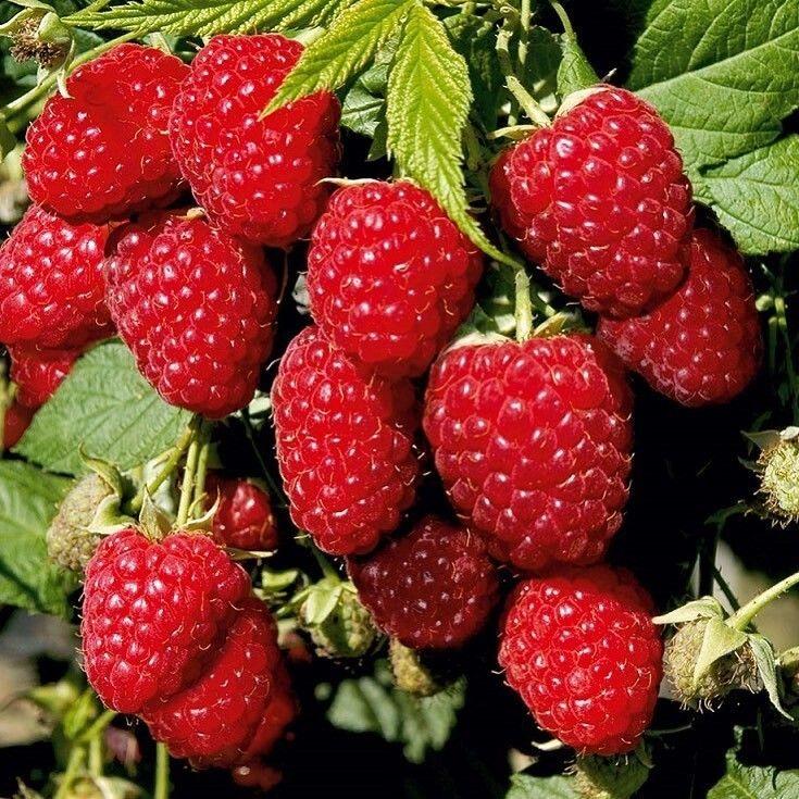 Малина Імара, фото 1