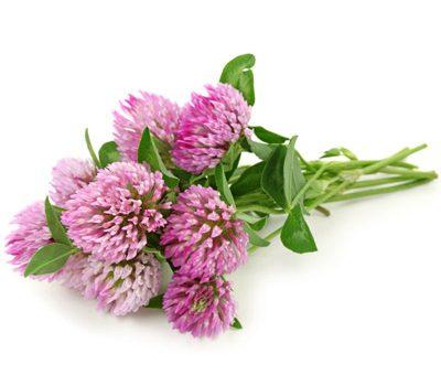 Конюшина червона вагова, 1 кг