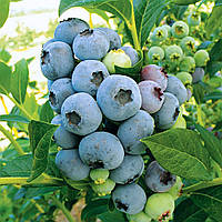 Голубика Блюкроп (3-х летняя) С2