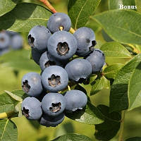 Лохина Бонус (3-х річна) С2