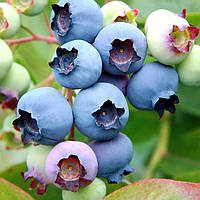 Лохина Денис Блю  (3-х річна) С2