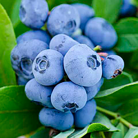 Лохина Спартан (2-х річна) С1