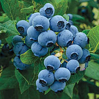 Лохина Ерлі Блю  (2-х річна) С1