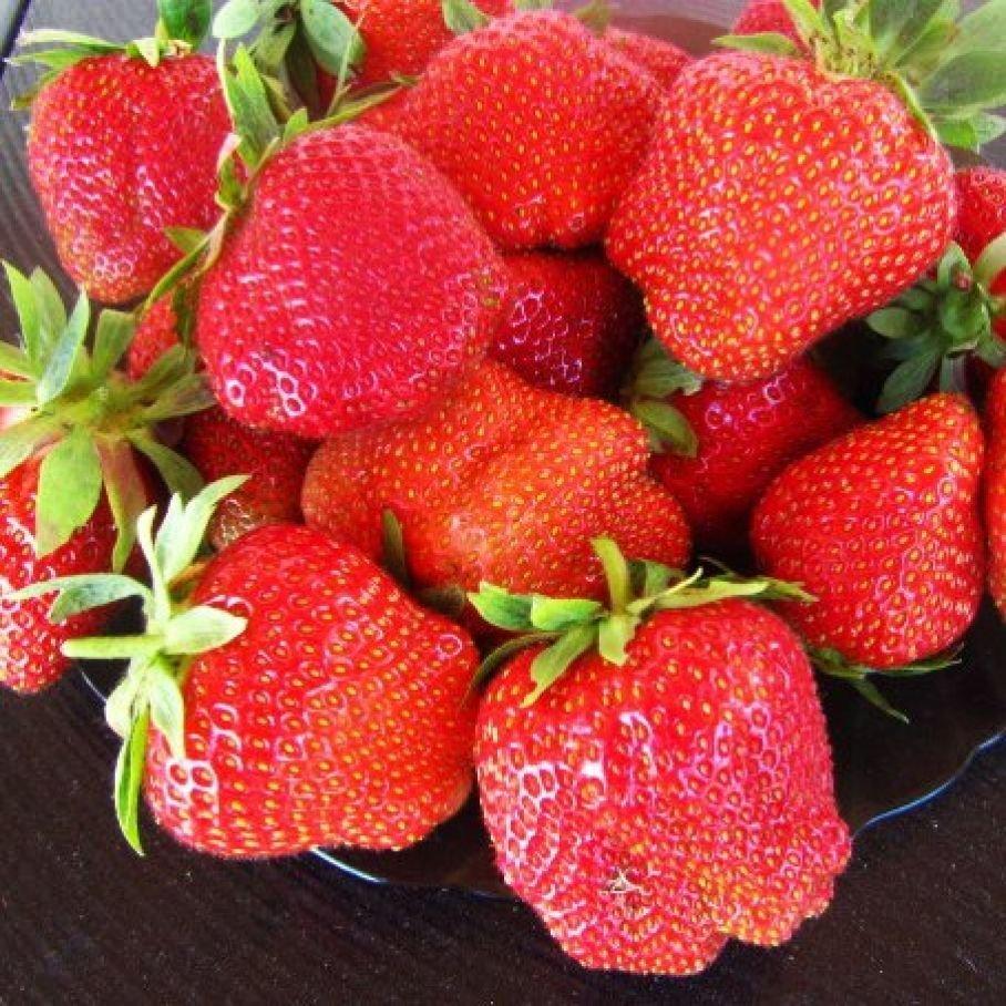 Саджанці полуниці (розсада) Дарселект (Darselect) - середня, крупноплідна, врожайна, фото 1