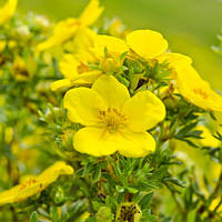 Перстач Саттерс Голд Р9