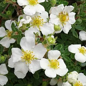 Перстач Сноуберд  Р9