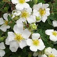 Перстач Сноуберд  Р9