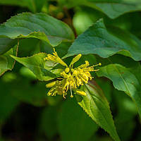 Дієрвілла струмкова Ханібі Р9